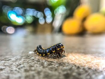 Close-up of insect on table