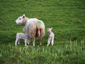 Sheep with lambs standing on grassy land