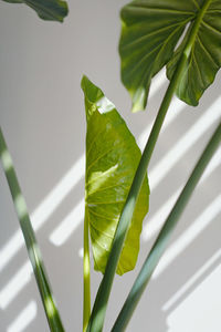 Close-up of fresh green leaves against white background
