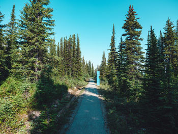 Road amidst trees in forest against clear sky