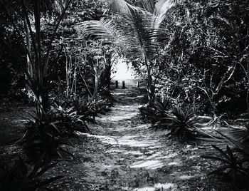 Footpath along trees