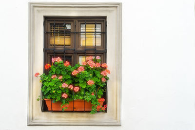 Flowers blooming by potted plant against window