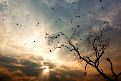 Low angle view of birds flying in sky