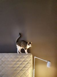 Cat sitting on wall at home