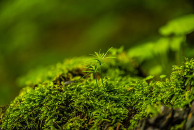 Close-up of pine tree