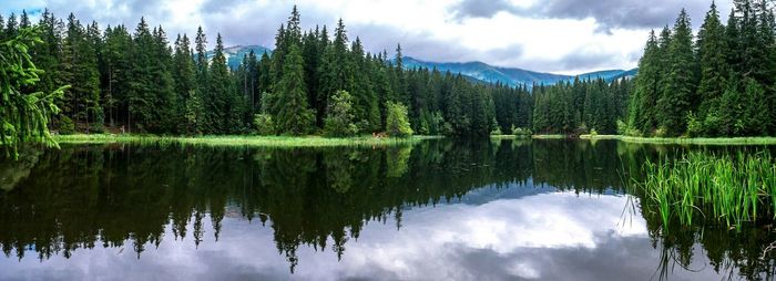 Reflection of trees in lake