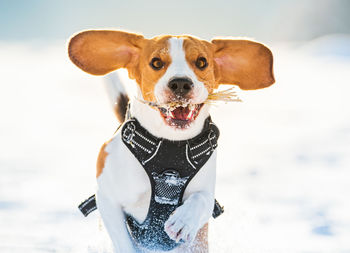 Tricolor beagle dog hound having fun in deep snow in winter. happy dog outdoors in nature 