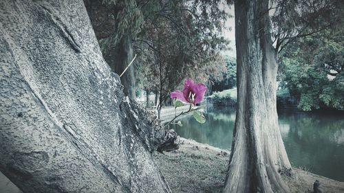 Pink flowers blooming on tree by lake