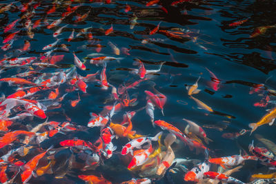 View of koi carps swimming in pond