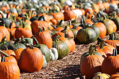 Pumpkins for sale at market stall