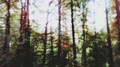 Low angle view of trees in forest