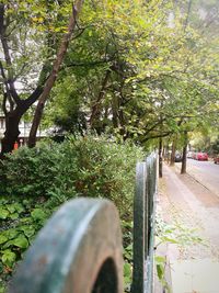 Plants and trees in park