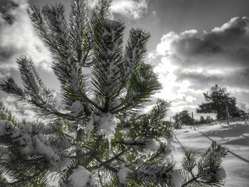 Trees against cloudy sky