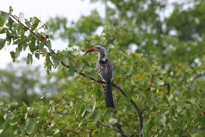 Red-billed hornbill perching on tree at kruger national park