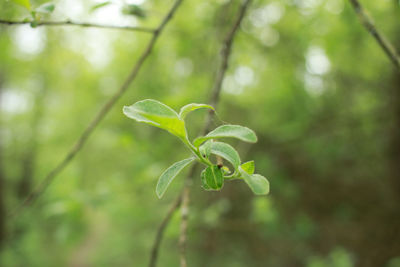 Close-up of fresh green leaf in forest