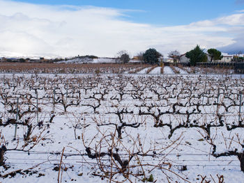 Field with vine strains aligned in winter