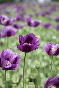 Close-up of purple flowering plants