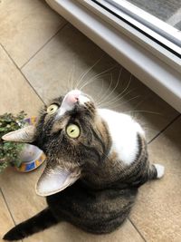 High angle portrait of a cat