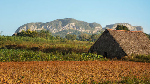 Scenic view of agricultural field against clear sky