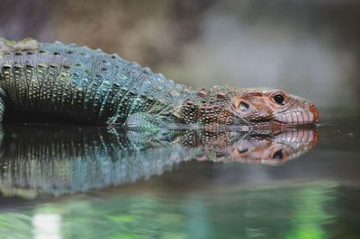 Close-up of lizard swimming in lake