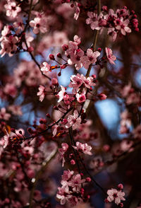 Low angle view of pink cherry blossom