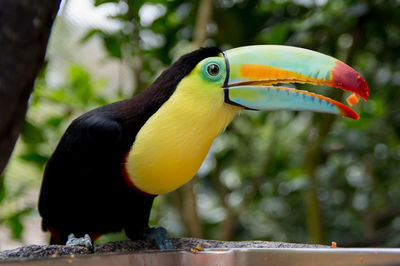 Close-up of bird perching on a tree