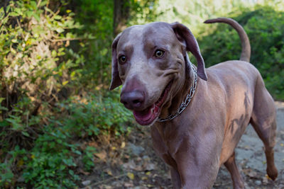 Portrait of dog standing outdoors