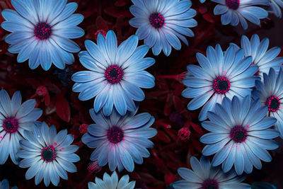 Close-up of flowers