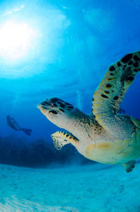 Hawksbill turtle from below and side with diver in the background