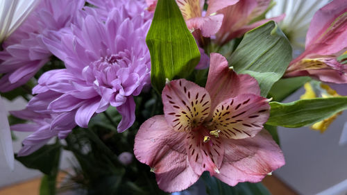 Close-up of pink flowering plant