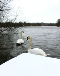 Swan swimming on lake against sky