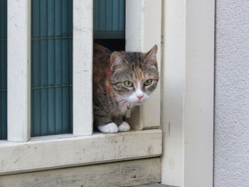 Portrait of a cat looking through window