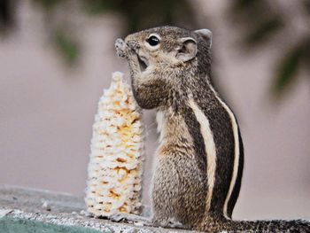 Close-up of squirrel on rock