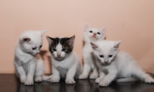 Close-up portrait of kitten