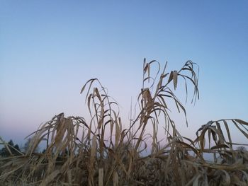 Low angle view of plants against clear sky