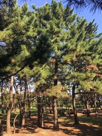 Trees on landscape against sky