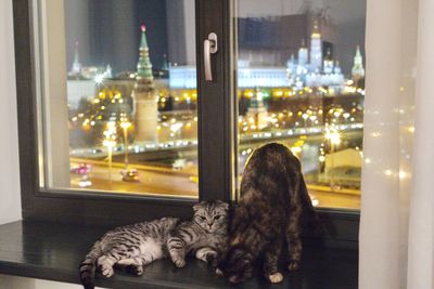 Cat looking through window