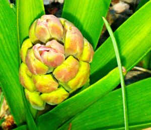 Close-up of green leaves