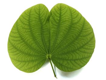 Macro shot of leaf against white background
