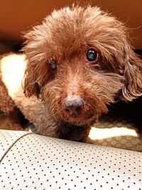 Close-up portrait of a dog