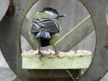 Close-up of bird perching on feeder