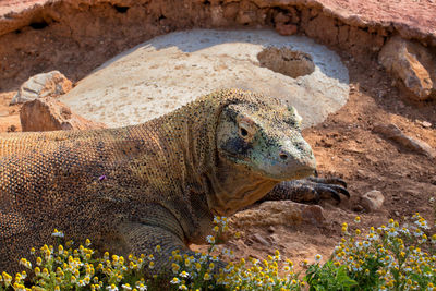 Komodo dragon at the attica zoological park.