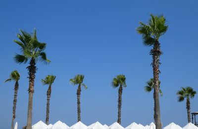 Low angle view of coconut palm trees against clear blue sky