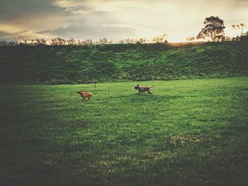 Scenic view of grassy field against cloudy sky