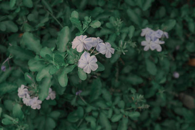 Close-up of flowering plant