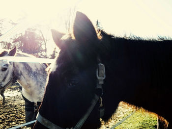 Close-up of horse in ranch