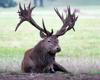 Deer in a field