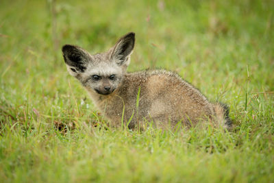 Bat-eared fox crouches on grass looking round