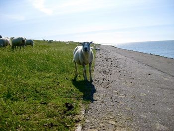 Sheep in a sea