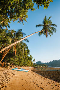 Palm trees on beach against sky
